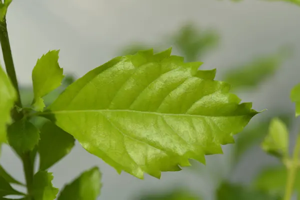 stock image Golden Dewdrop leaves - Latin name - Duranta erecta