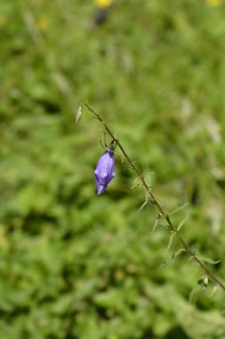 Creeping bellflower flower - Latin name - Campanula rapunculoides clipart