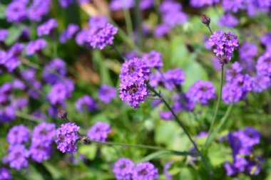 Mine çiçeği - Latince adı - Glandularia Homestead Purple