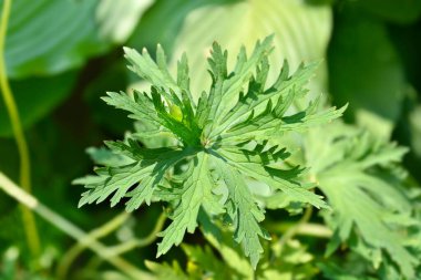 Beyaz çayır turna kuşu yaprakları - Latince adı - Geranium pratense F. albiflorum