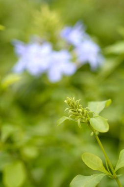 Plumbago çiçek tomurcukları ve yaprakları - Latince adı - Plumbago auriculata Blue