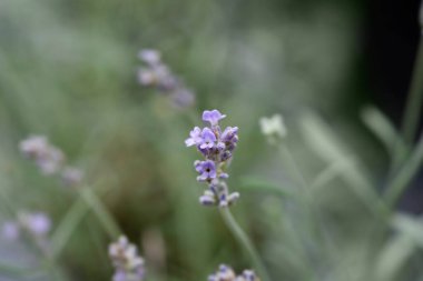 Latince adı Lavandula angustifolia Vienco Mor