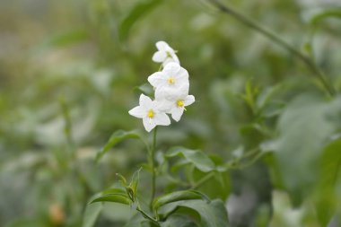 Potato vine white flowers - Latin name - Solanum laxum