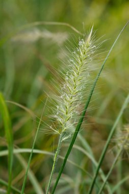 Çimen çiçeği - Latince adı - Pennisetum alopecuroides Hameln