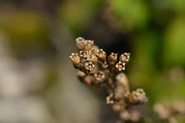 stock image Sticky catchfly seed pods - Latin name - Viscaria vulgaris