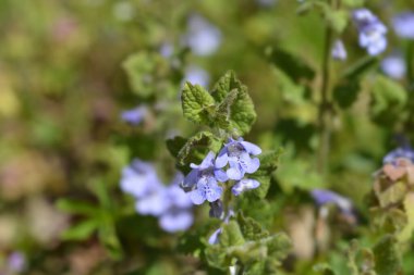 Sarmaşık çiçekleri - Latince adı - Glechoma hederacea