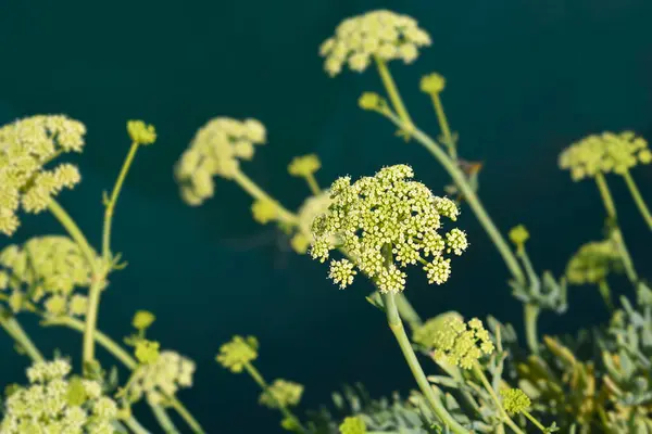 stock image Sea fennel flower - Latin name - Crithmum maritimum