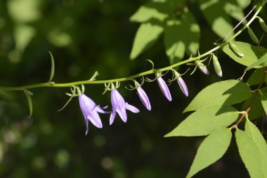 Sürünen çan çiçekleri - Latince adı - Campanula rapunculoides