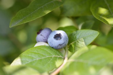Yabanmersini Brigitta Mavi Meyve - Latince adı - Vaccinum corymbosum Brigitta Blue