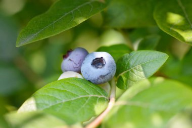 Blueberry Brigitta Blue fruit berries - Latin name - Vaccinum corymbosum Brigitta Blue clipart