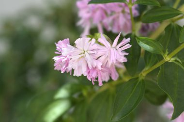 Double pink soapwort flowers - Latin name - Saponaria officinalis Flore Pleno clipart