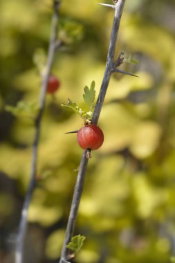 Meyveli Bektaşi üzümü dalı - Latince adı - Ribes uva-crispa Büyüleyici