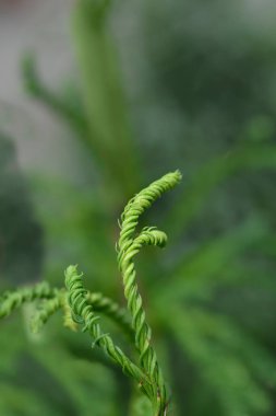 Japanese cedar branch - Latin name - Cryptomeria japonica Kyara Gold clipart