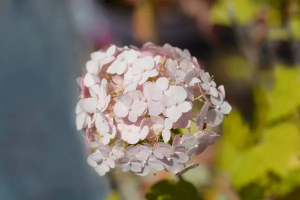 stock image Smooth hydrangea pink flowers - Latin name - Hydrangea arborescens Candybelle Bubblegum