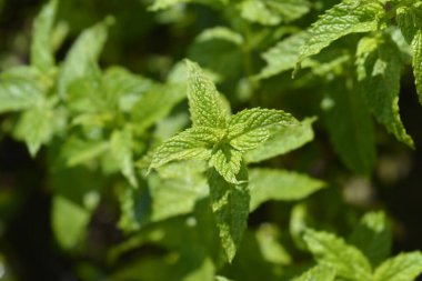 Naneli Yapraklar - Latince adı - Mentha x piperita