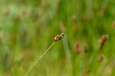 Prickly sedge seed head - Latin name - Carex muricata