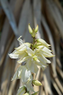 Variegated needle palm flowers - Latin name - Yucca filamentosa Bright Edge clipart