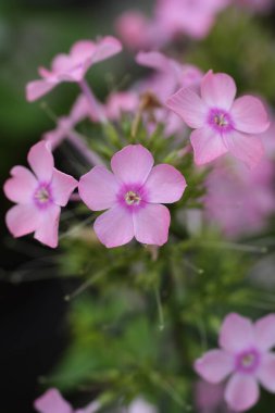 Ebedi fenik çiçekleri - Latince adı - Phlox paniculata