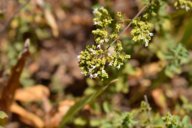 Winter marjoram white flowers - Latin name - Origanum vulgare subsp. viridulum clipart