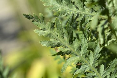 Eğreltiotu yaprakları - Latince adı - Achillea filipendulina