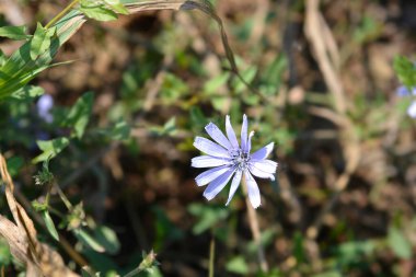Vahşi hindiba çiçeği - Latince adı - Cichorium intybus
