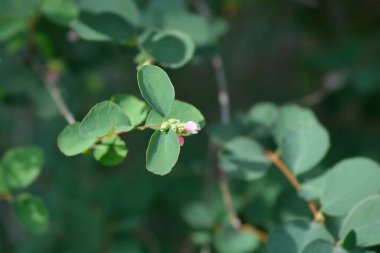 Küçük çiçekli yaygın kar çileği dalı - Latince adı - Symphoricarpos albus