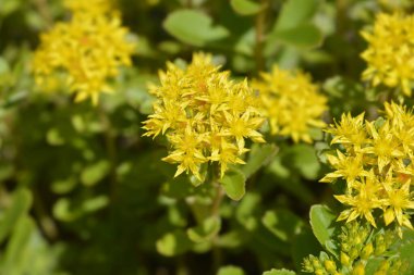 Orange Stonecrop yellow flowers - Latin name - Sedum kamtschaticum var. floriferum  Weihenstephaner Gold clipart