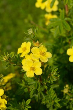Beyaz Çalı Cinquefoil çiçekler - Latince adı - Potentilla fruticosa