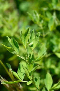 Sahte lupin yaprakları - Latince adı - Thermopsis lanceolata