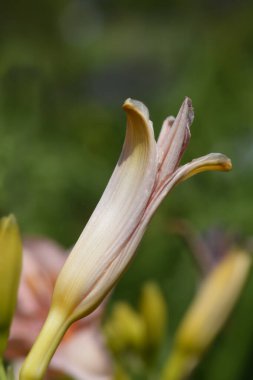 Çiçek tomurcuğu Latince adı Hemerocallis Lacy Doily.
