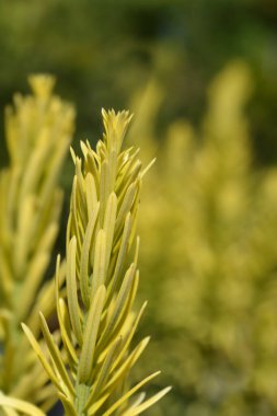  Japon erik porsuğu dalı - Latince adı - Cephalotaxus harringtonia Kore altını