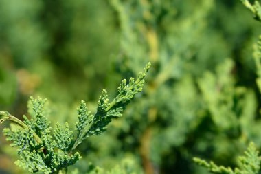 Lawsons Cypress - Latince adı Chamaecyparis lawsoniana Wisselii