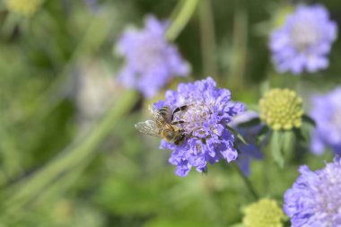 Japon iğnelik çiçeği ve arı - Latince adı - Scabiosa japonica