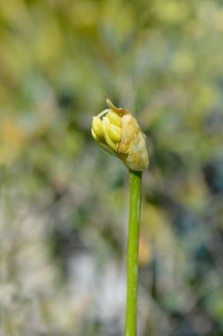 Beyaz Afrika Zambağı çiçeği tomurcuğu - Latince adı - Agapanthus africanus