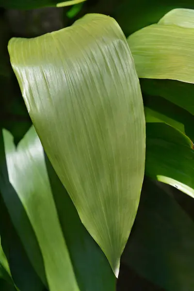 stock image Cast-iron plant leaves - Latin name - Aspidistra elatior