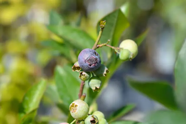 stock image Blueberrybranch with fruit berries - Latin name - Vaccinum corymbosum Darrow