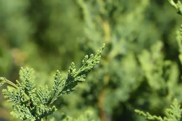 stock image Lawsons Cypress  branch - Latin name - Chamaecyparis lawsoniana Wisselii