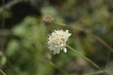 Dikenli Sarı Sefalarya çiçeği - Latince adı - Cephalaria flava