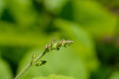 Indigo woodland sage flower buds - Latin name - Salvia forsskaolii clipart