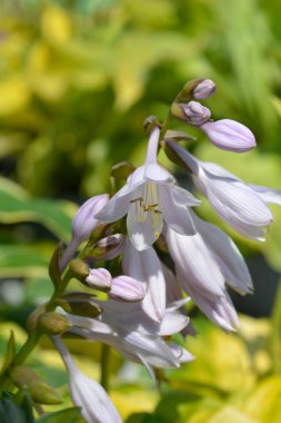 Hosta lavanta çiçekleri - Latince adı - Hosta Lakeside Banana Körfezi