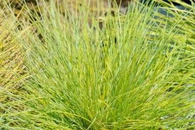 Altın sarısı çimenler - Latince adı - Festuca glauca Amigold