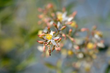 İlahi bambu çiçeği - Latince adı - Nandina domestica