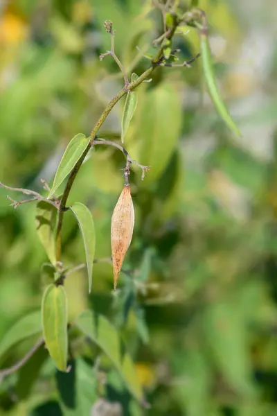 stock image White swallow-wort seed pod - Latin name - Vincetoxicum hirundinaria