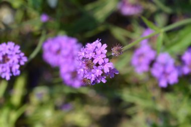 Mine çiçeği - Latince adı - Glandularia Homestead Purple