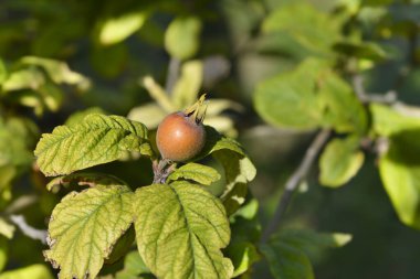 Common medlar branch with fruit - Latin name - Mespilus germanica