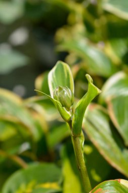 Çiçek tomurcukları - Latince adı - Hosta Queen Josephine