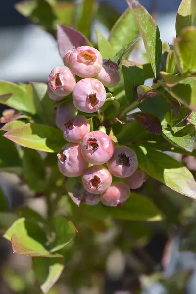 stock image Hiighbush blueberry immature fruit berries - Latin name - Vaccinum corymbosum Chandler