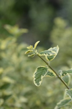 Bluebeard variegated leaves - Latin name - Caryopteris clandonensis White Surprise clipart