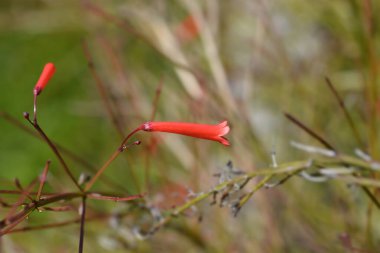 Firecracker plant flower - Latin name - Russelia equisetiformis clipart