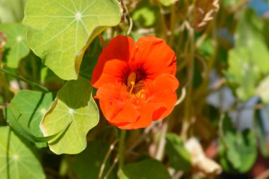 Bahçe nasturtiyumu - Latince adı - Tropeolum majus